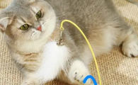 猫玩具需要清洗吗