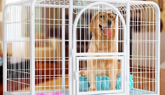 獒少保狗笼怎么样