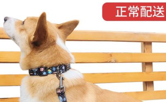 纤宠宠物项圈怎么样 纤宠宠物项圈怎么样