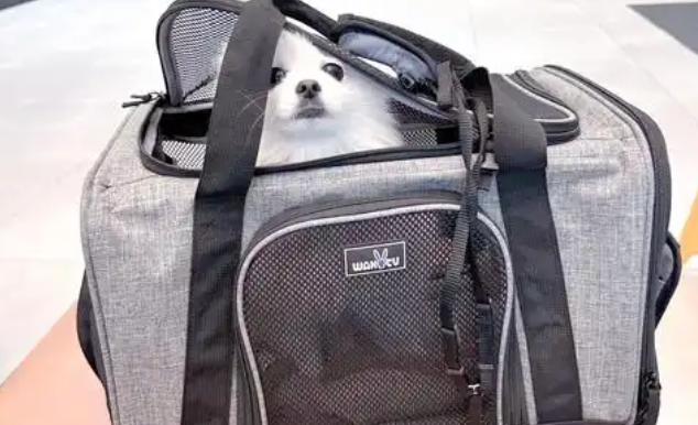宠物航空包托运在哪里接
