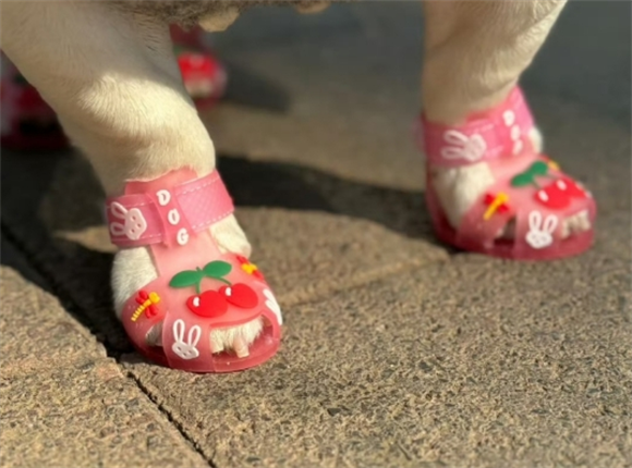 宠物鞋子防水吗