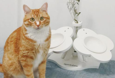 旺狗财猫怎么样
