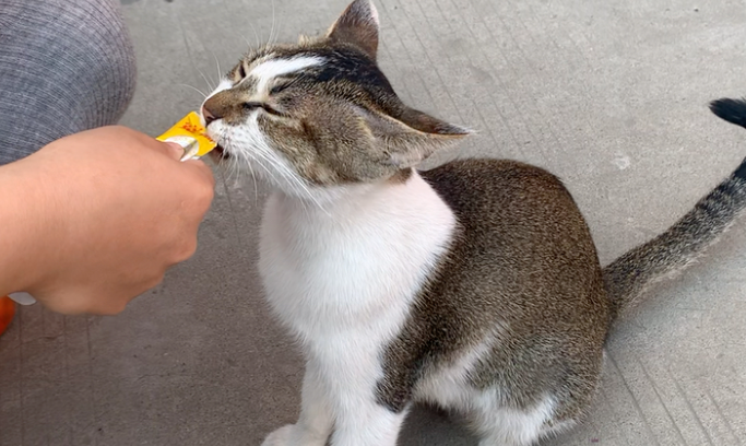 披风猫猫条:猫咪的美味与健康之选 披风猫猫条:猫咪的美味与健康之选