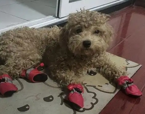 宠物鞋子有必要买吗 宠物鞋子有必要买吗