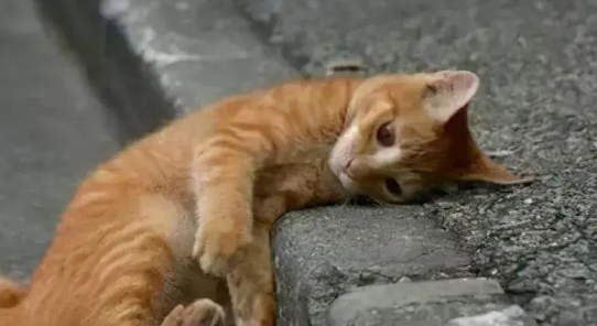 上海“猫岛”搬迁啦!流浪猫在这里找到“新工作” 上海“猫岛”搬迁啦!流浪猫在这里找到“新工作”