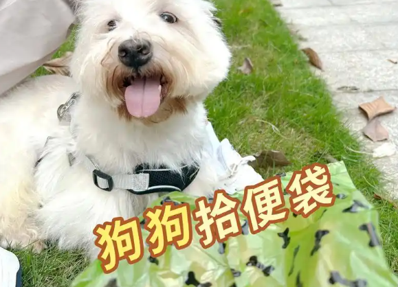 君吻狗狗拾便袋可降解吗 君吻狗狗拾便袋可降解吗