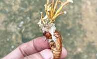 金蝉虫草多少钱一斤
