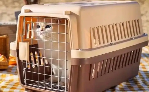 贝尼宠宠物航空箱好吗 贝尼宠宠物航空箱好吗