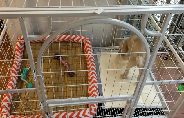 獒少保狗笼子在哪里买便宜 獒少保狗笼子在哪里买便宜