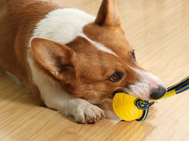 贞喜气玩具飞盘，爱犬的娱乐训练神器