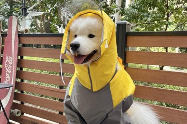 tinghao挺好宠物雨衣好吗