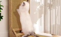 悠梵萌猫抓板价格