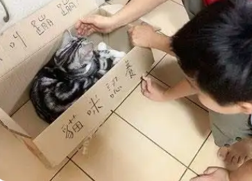 千万别在猫主子面前考验亲情！孙女受伤被无视，奶奶紧张检查猫