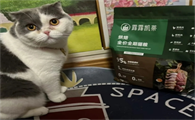 露露凯蒂猫粮哪个系列好