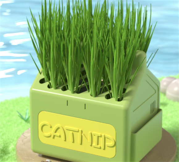 哈奇米猫草好种吗 哈奇米猫草好种吗