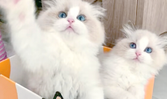猫咪美食：布兜宠物食品全解析！
