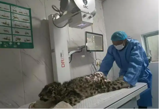 受伤小雪豹“凌小蛰”是否曾被藏獒围攻？