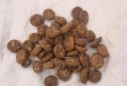 猫和友狗粮建议买吗 猫和友狗粮建议买吗
