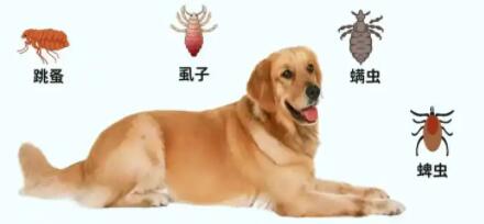 怎么辨认宠物要驱虫了 怎么辨认宠物要驱虫了