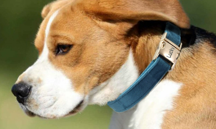 DidogPet宠物项圈怎么样 DidogPet宠物项圈怎么样