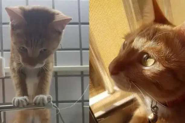 橘猫发现水龙头漏水,化身“维修工”检查 橘猫发现水龙头漏水,化身“维修工”检查