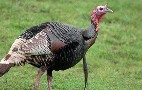 火鸡是什么样子的图片