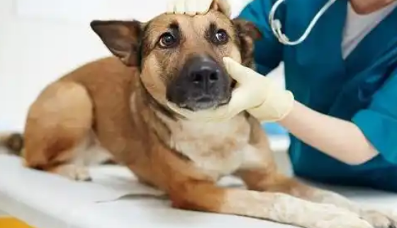 守护宠物健康,凯塔斯来助力! 守护宠物健康,凯塔斯来助力!