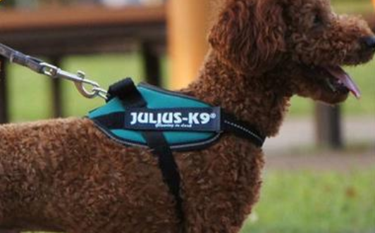 julius k9是哪里产的 julius k9是哪里产的