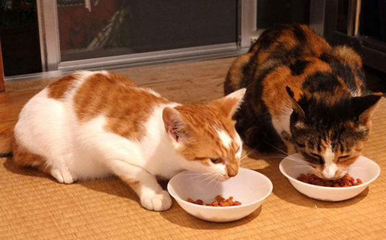 汪汪爱上猫宠物食品:宠物健康美味的贴心之选 汪汪爱上猫宠物食品:宠物健康美味的贴心之选