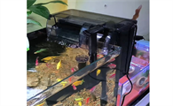 鱼缸过滤器不抽水怎么回事