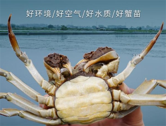 鱻谣的大闸蟹好不好