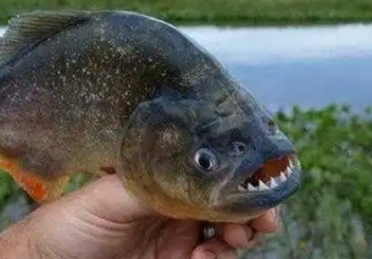 食人鱼是什么意思 食人鱼是什么意思