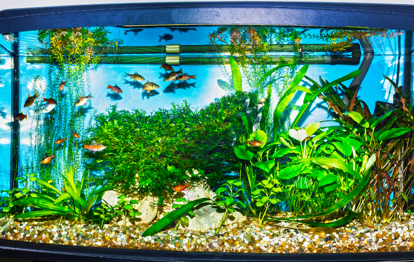 水族箱优缺点