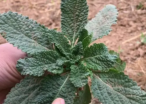 癞蛤蟆草有什么功效