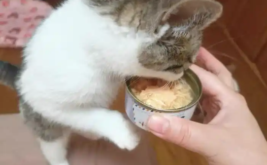 皇家殿下宠物食品:宠物健康的贴心守护者 皇家殿下宠物食品:宠物健康的贴心守护者