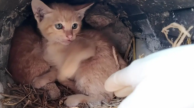 几只被遗弃小猫的绝望时刻,命运却因这一行动改变 几只被遗弃小猫的绝望时刻,命运却因这一行动改变