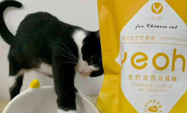 亿欧猫粮多少钱一斤 亿欧猫粮多少钱一斤