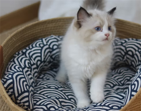 PEITE PET猫窝多少钱一个 PEITE PET猫窝多少钱一个