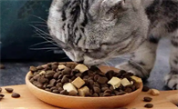 ANDYOU猫粮在哪买