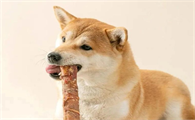宠物磨牙棒教程
