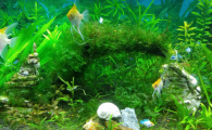 水族箱是什么东西