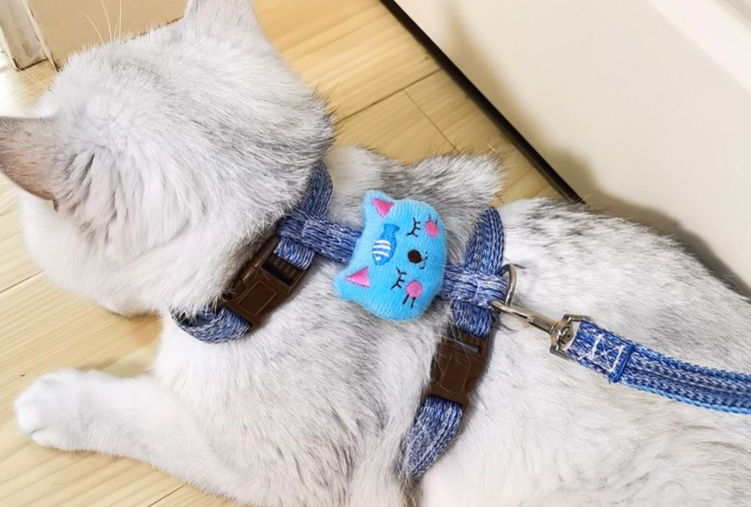 康贝尼牵引绳有必要买吗