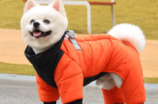 moepie宠物衣服尺寸大小 moepie宠物衣服尺寸大小
