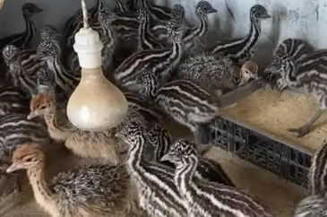 鸵鸟种苗大概多少钱一只 鸵鸟种苗大概多少钱一只
