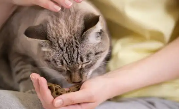 汪汪爱上猫绝佳适口性,让宠物爱不释口 汪汪爱上猫绝佳适口性,让宠物爱不释口