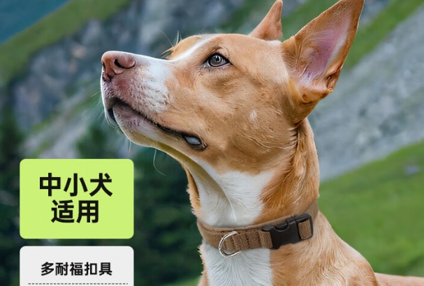 出众者宠物项圈好不好 出众者宠物项圈好不好