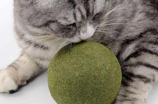 饰宠喵猫薄荷球有什么作用 饰宠喵猫薄荷球有什么作用