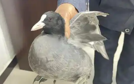 白骨顶鸡市场上是什么价