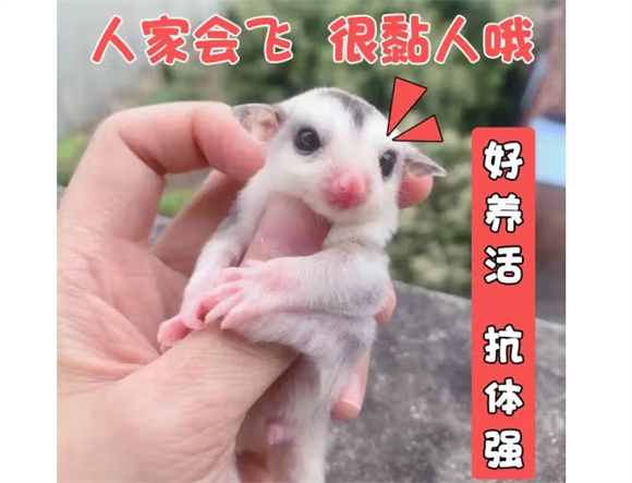SMVP蜜袋鼯粮让你的毛孩子吃得比你还好 SMVP蜜袋鼯粮让你的毛孩子吃得比你还好