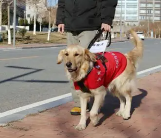 导盲犬与主人的“首航”之旅